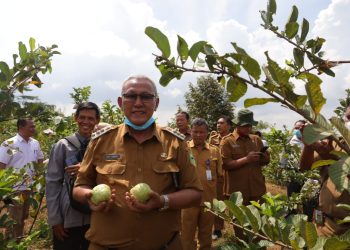 Kunjungan Ke Sentra Jambu Kristal Di Desa Geresik, Bupati : Ini Bisa Menjadi Sesuatu Percontohan Yang Baik Di Bidang Pertanian Dan Agrowisata