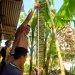 Unik, Pohon Pisang di Kuningan Berbuah Ribuan dengan Tandan 2 Meter