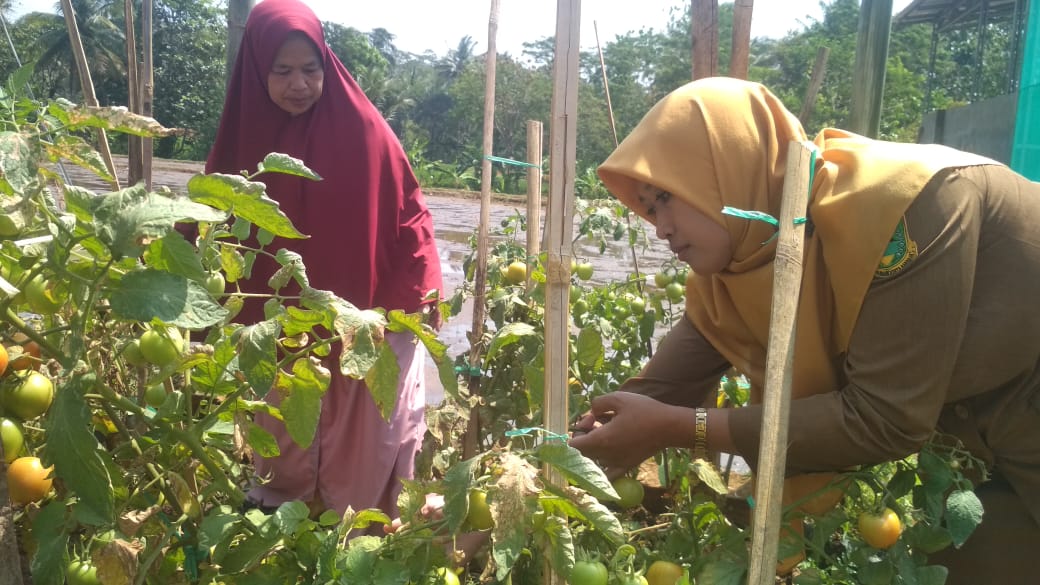 Melalui Program P2L, KWT Mulya Sari Siap Wujudkan Kemandirian Pangan