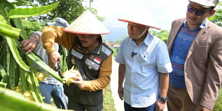 Kuningan Punya Destinasi Wisata Kebun Buah Naga Kuning, Iip Hidajat Ingin Hal ini Dikenal Masyarakat Luas