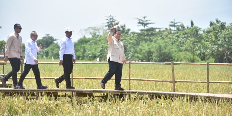 Bupati Kuningan Ikuti Agenda Panen Raya Padi Serentak Bersama Presiden Prabowo