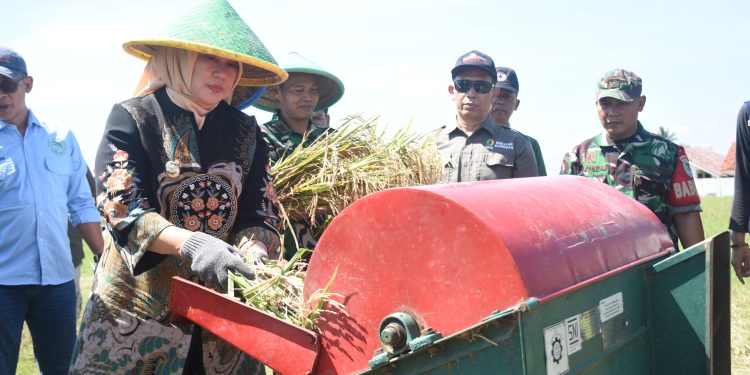 Bersama Para Petani Wabup Tuti Ikuti Panen Raya Serentak 14 Provinsi di Desa Mekarjaya
