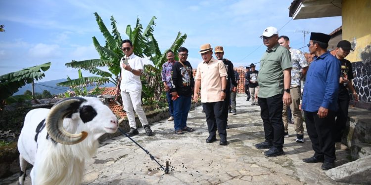 Gagah, Domba Kuningan Masuk Final Seni Ketangkasan Domba Garut Piala Presiden, kalahkan Ribuan Peserta Kualifikasi