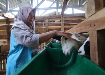 Program Ketahanan Pangan Desa Pajambon, Fokus Kembangkan Peternakan Kambing
