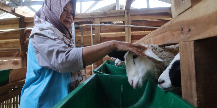 Program Ketahanan Pangan Desa Pajambon, Fokus Kembangkan Peternakan Kambing