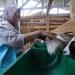 Program Ketahanan Pangan Desa Pajambon, Fokus Kembangkan Peternakan Kambing