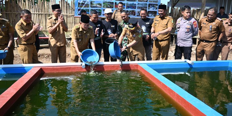 Optimalkan PAD Desa, BUMDes Motekar Desa Partawangunan Ternak Ikan Lele