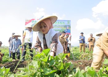 Panen Perdana Demplot Ubi Jalar: BAKTI TASKIN Dorong Kemandirian Pangan dan Kesejahteraan Petani