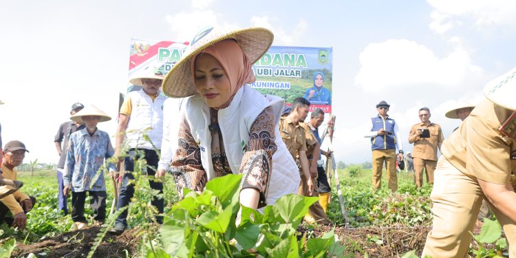 Panen Perdana Demplot Ubi Jalar: BAKTI TASKIN Dorong Kemandirian Pangan dan Kesejahteraan Petani
