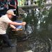 Lestarikan Ekosistem Mata Air, Bupati Kuningan Tebar Ratusan Benih Ikan Dewa di Situs Ki Buyut Sangkan